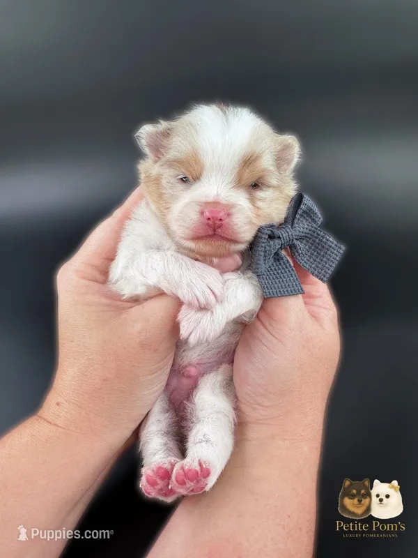 Cruz AKC – Pomeranian puppy for sale in Menifee, CA