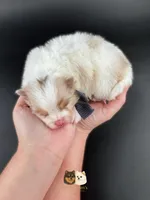 Cruz AKC, a male Pomeranian for sale in Menifee, CA – Photo 3 of 5