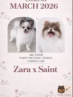 Cruz AKC, a male Pomeranian for sale in Menifee, CA – Photo 4 of 5