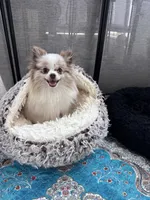 Cruz AKC, a male Pomeranian for sale in Menifee, CA – Photo 5 of 5