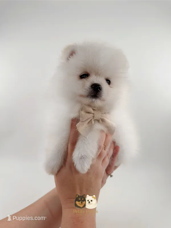 Teddy – Pomeranian puppy for sale in Menifee, CA