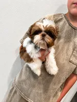 Imperial Maverick pee pad trained , a male Shih Tzu for sale in Menifee, CA – 1 of 10
