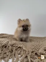 Kate, a female Pomeranian for sale in Murrieta, CA – 4 of 10