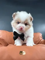 Cruz AKC, a male Pomeranian for sale in Menifee, CA – 6 of 9