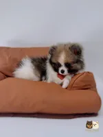 Ollie, a male Pomeranian for sale in Murrieta, CA – 4 of 5