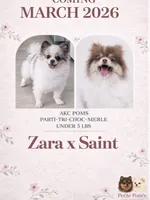 Cruz AKC, a male Pomeranian for sale in Menifee, CA – 9 of 9