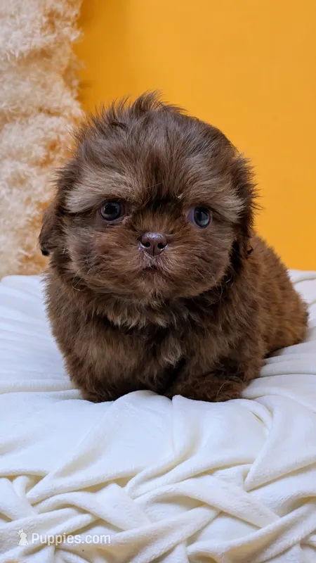 Imperial Knox – Shih Tzu puppy for sale in Menifee, CA
