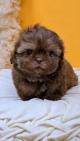 Imperial Knox, a male Shih Tzu for sale in Menifee, CA – 1 of 3