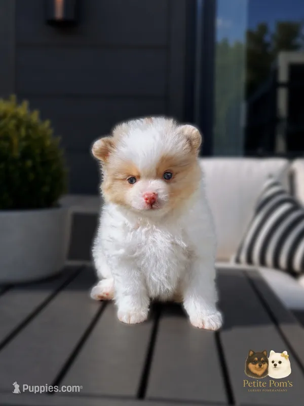 Cruz AKC – Pomeranian puppy for sale in Menifee, CA