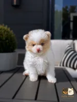 Cruz AKC, a male Pomeranian for sale in Menifee, CA – 2 of 9