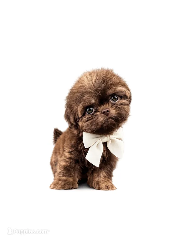 Imperial Zane  – Shih Tzu puppy for sale in Menifee, CA