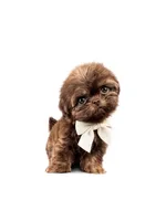 Imperial xxs , a male Shih Tzu for sale in Menifee, CA – 2 of 3