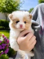 Cruz AKC, a male Pomeranian for sale in Menifee, CA – 1 of 10