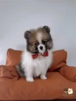 Ollie, a male Pomeranian for sale in Murrieta, CA – 5 of 5