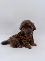 Choc imperial Waffles, a male Shih Tzu for sale in Menifee, CA – Photo 2 of 4