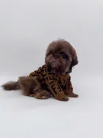 Choc imperial Waffles, a male Shih Tzu for sale in Menifee, CA – Photo 1 of 4