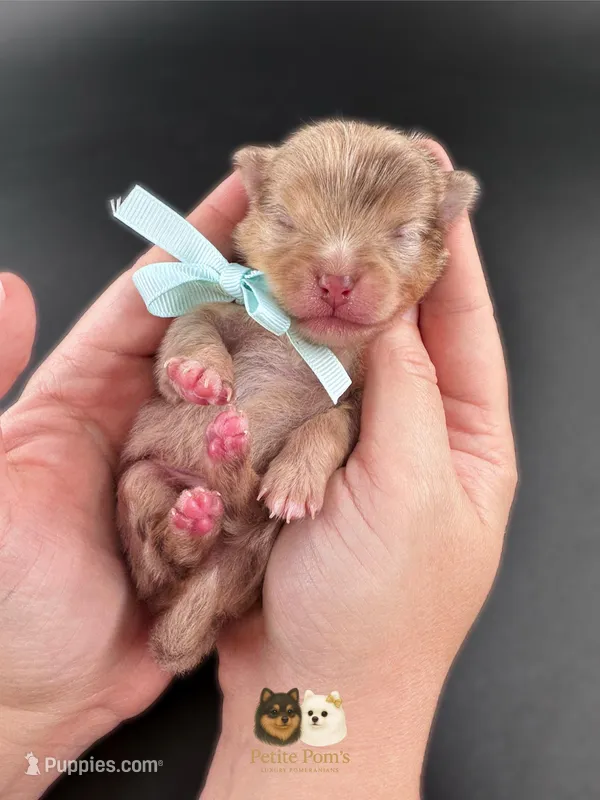 Lux AKC – Pomeranian puppy for sale in Menifee, CA