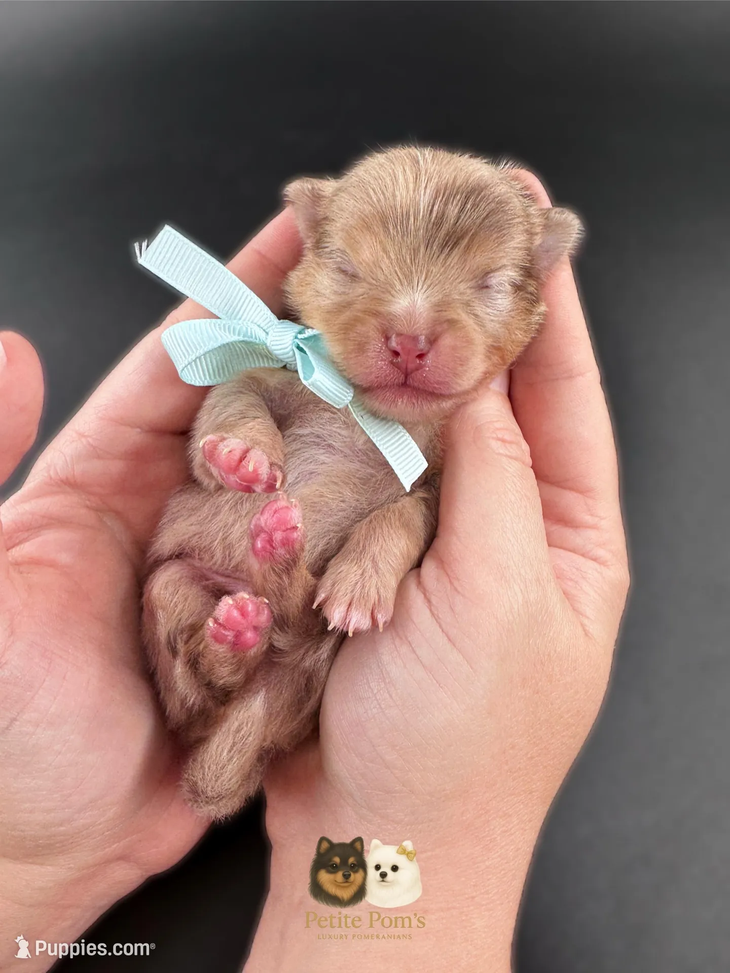 Lux AKC, a male Pomeranian for sale in Menifee, CA – Photo 1 of 5