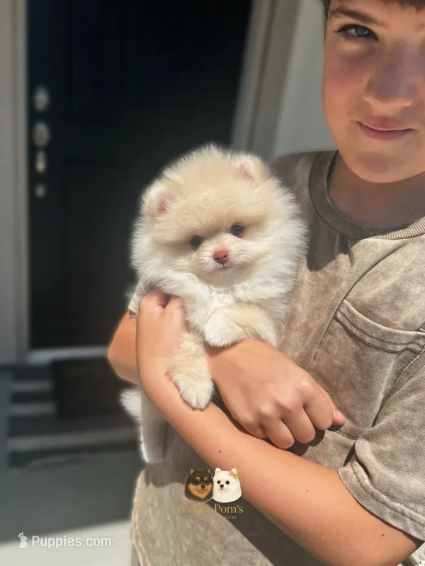 Armani AKC  – Pomeranian puppy for sale in Menifee, CA