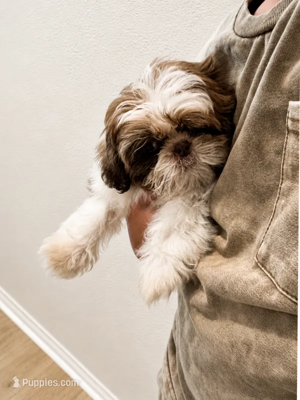 Imperial Maverick pee pad trained  – Shih Tzu puppy for sale in Menifee, CA