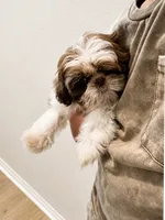 Imperial Maverick pee pad trained , a male Shih Tzu for sale in Menifee, CA – 3 of 10
