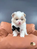 Cruz AKC, a male Pomeranian for sale in Menifee, CA – 3 of 9