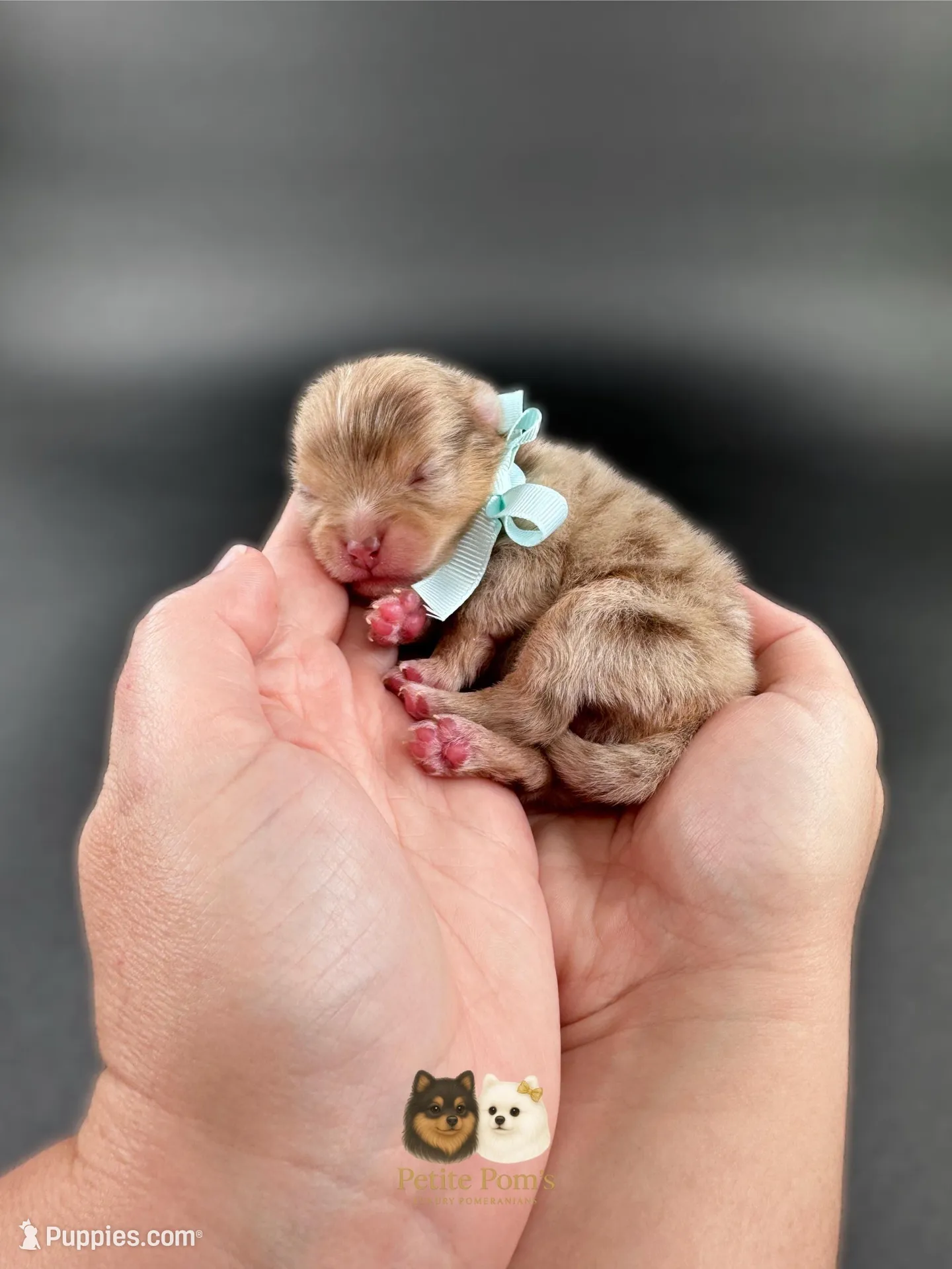 Lux AKC, a male Pomeranian for sale in Menifee, CA – Photo 2 of 5