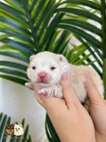 Armani AKC , a male Pomeranian for sale in Menifee, CA – 7 of 10