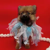 Jaxon ICA reg, a male Pomeranian for sale in Menifee, CA – Photo 9 of 10