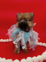 Jaxon ICA reg, a male Pomeranian for sale in Menifee, CA – Photo 8 of 9