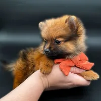 Jaxon ICA reg, a male Pomeranian for sale in Menifee, CA – Photo 7 of 10