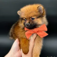 Jaxon ICA reg, a male Pomeranian for sale in Menifee, CA – Photo 8 of 10
