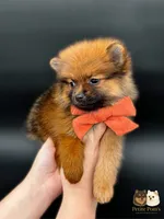 Jaxon ICA reg, a male Pomeranian for sale in Menifee, CA – Photo 6 of 9