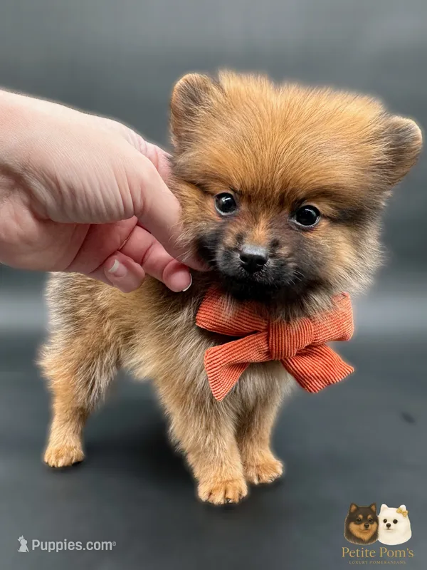 Jaxon ICA reg – Pomeranian puppy for sale in Menifee, CA