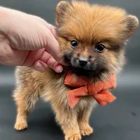 Jaxon ICA reg, a male Pomeranian for sale in Menifee, CA – Photo 5 of 10