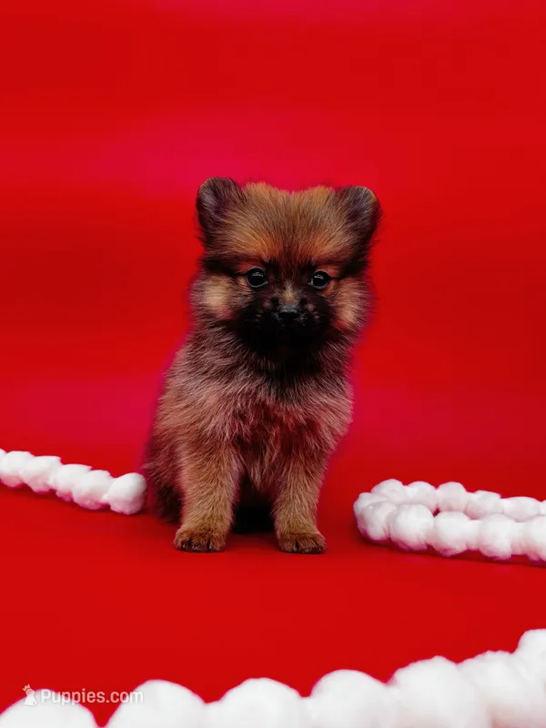 Jaxon ICA reg, a male Pomeranian for sale in Menifee, CA – Photo 1 of 10