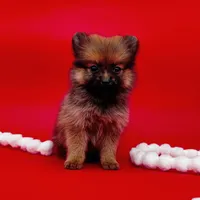 Jaxon ICA reg, a male Pomeranian for sale in Menifee, CA – Photo 1 of 10