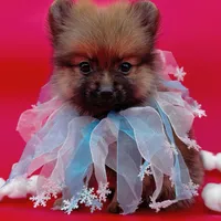Jaxon ICA reg, a male Pomeranian for sale in Menifee, CA – Photo 10 of 10