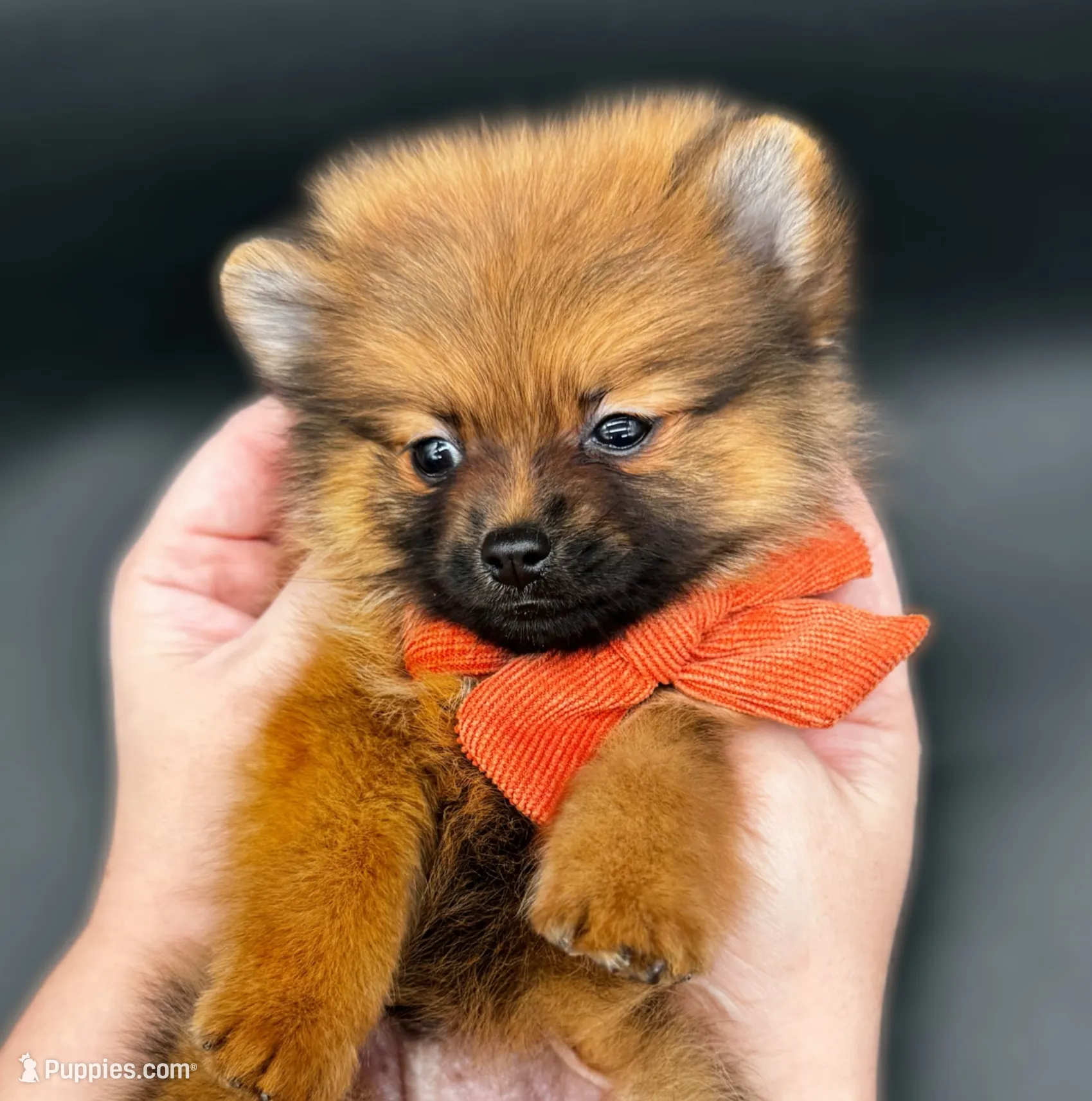 Jaxon ICA reg, a male Pomeranian for sale in Menifee, CA – Photo 4 of 9