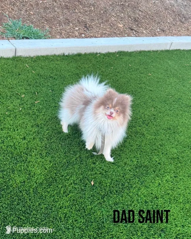 Saint AKC – Pomeranian puppy for sale in Menifee, CA