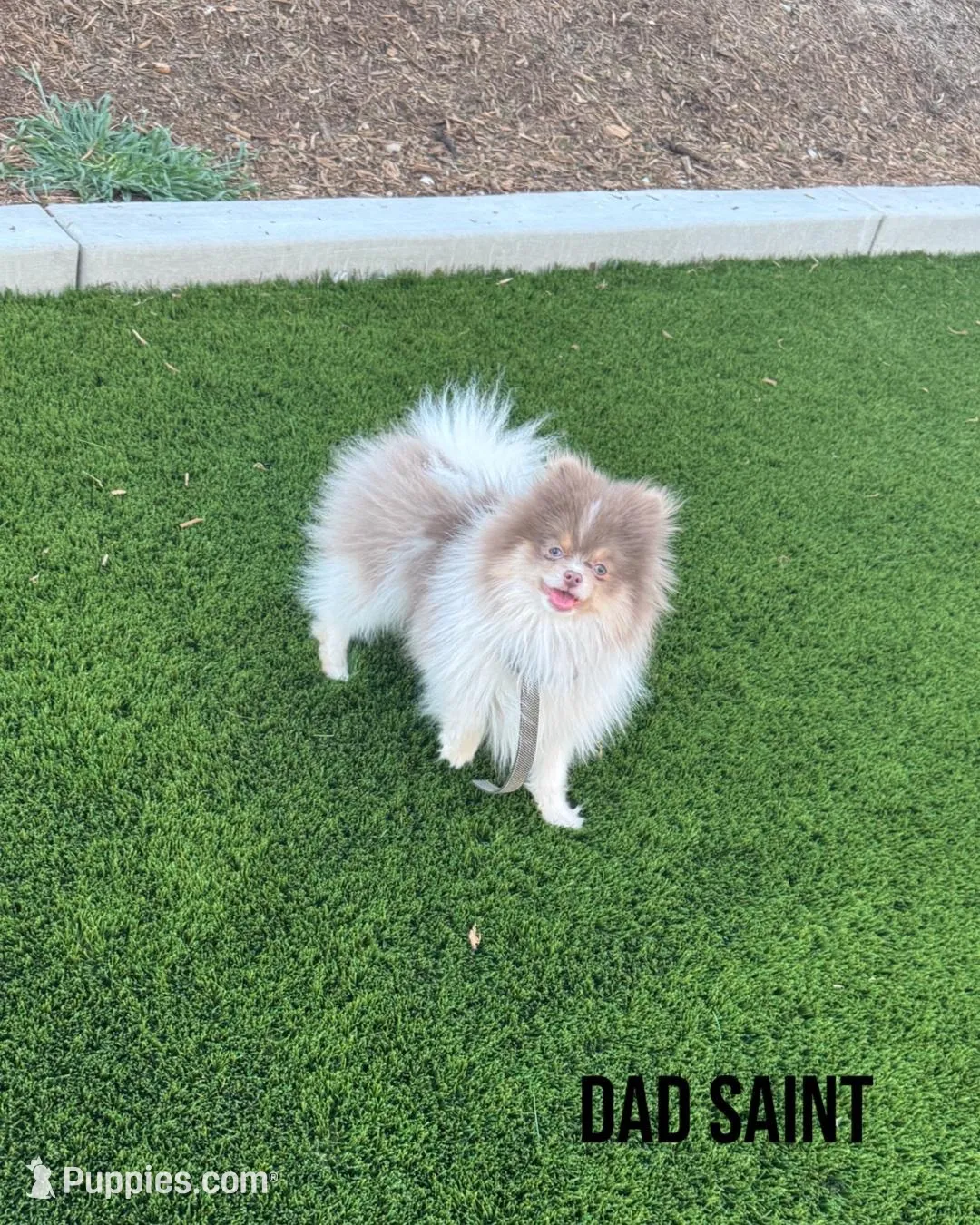 Saint, a male Pomeranian for sale in Menifee, CA – Photo 2 of 5