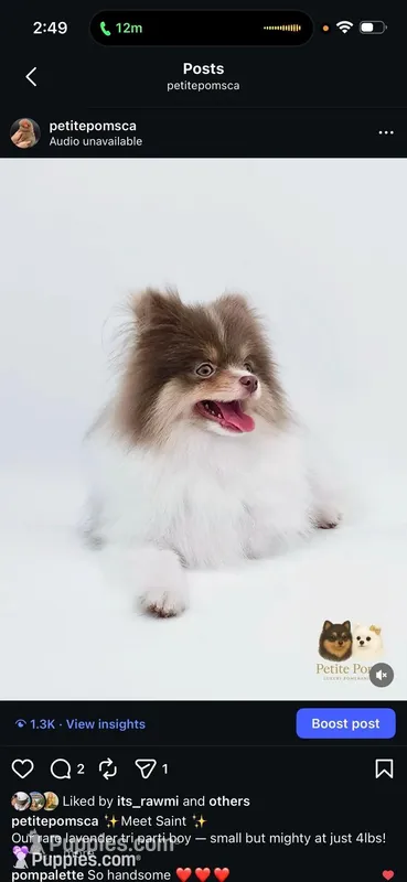 Saint – Pomeranian puppy for sale in Menifee, CA