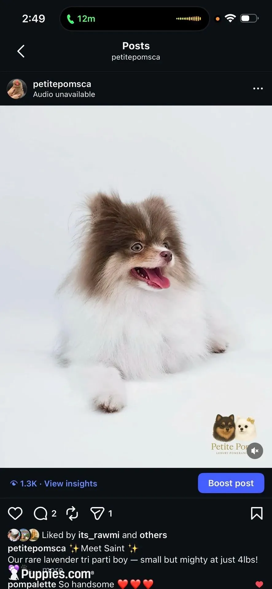 Saint AKC, a male Pomeranian for sale in Menifee, CA – 2 of 4