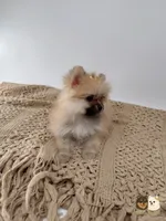Kate, a female Pomeranian for sale in Murrieta, CA – 5 of 10