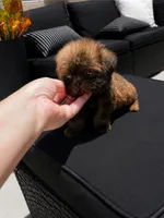 Imperial Zane , a male Shih Tzu for sale in Menifee, CA – 5 of 6