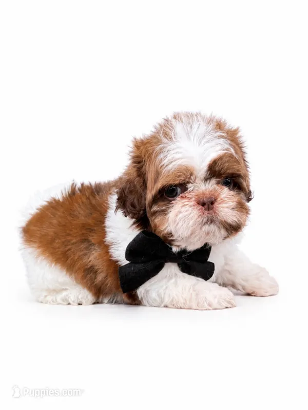 Imperial Mavy – Shih Tzu puppy for sale in Menifee, CA