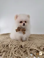 Colby, a male Pomeranian for sale in Murrieta, CA – 4 of 8