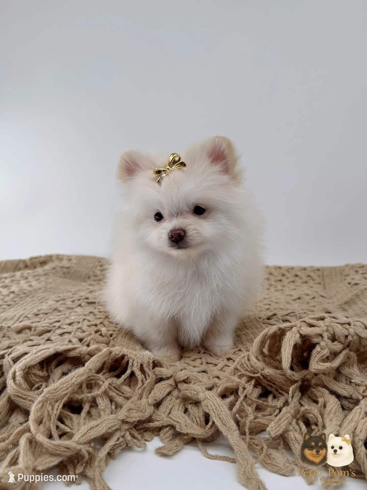 Chloe, a female Pomeranian for sale in Murrieta, CA – 1 of 6