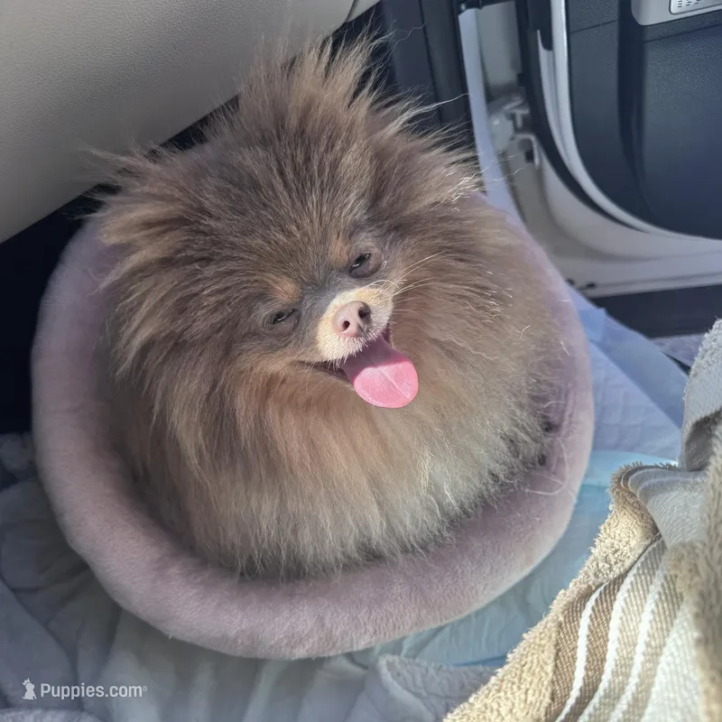 Dior AKC – Pomeranian puppy for sale in Menifee, CA