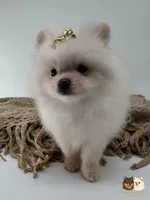 Chloe, a female Pomeranian for sale in Murrieta, CA – 6 of 6